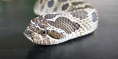 Houston snake